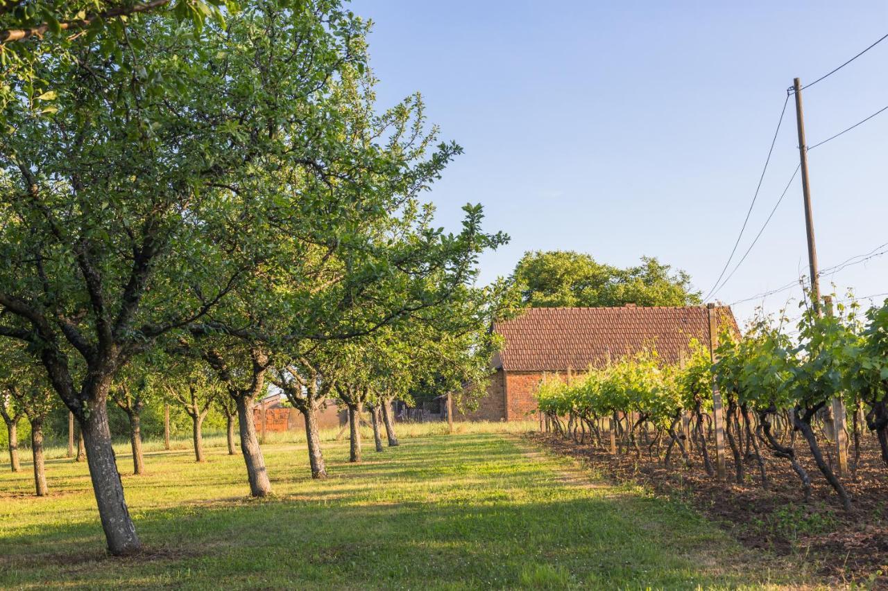 Village Wine House Mandicevac Dış mekan fotoğraf
