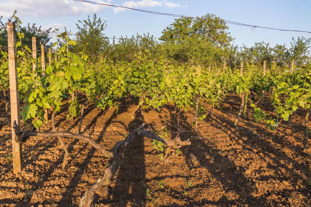 Village Wine House Mandicevac Dış mekan fotoğraf