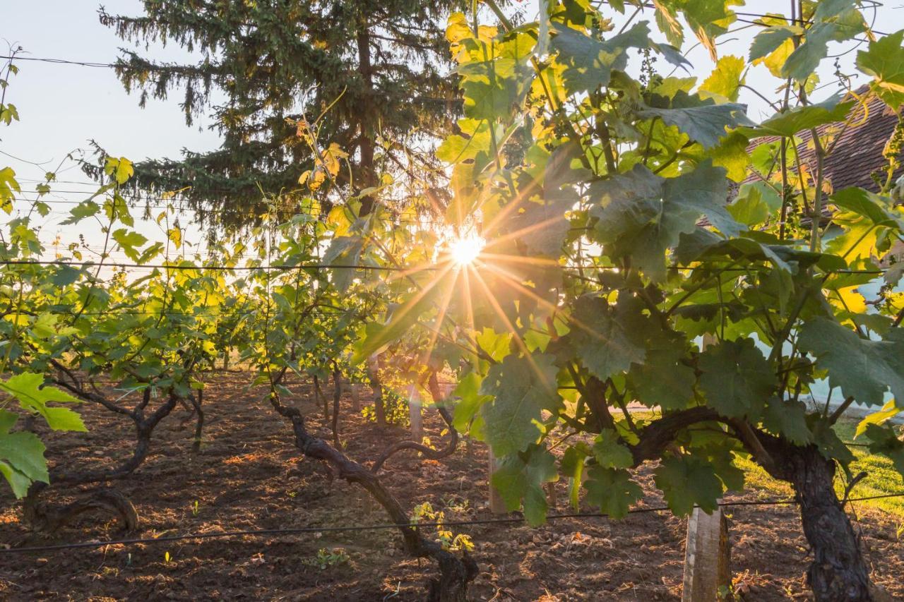 Village Wine House Mandicevac Dış mekan fotoğraf