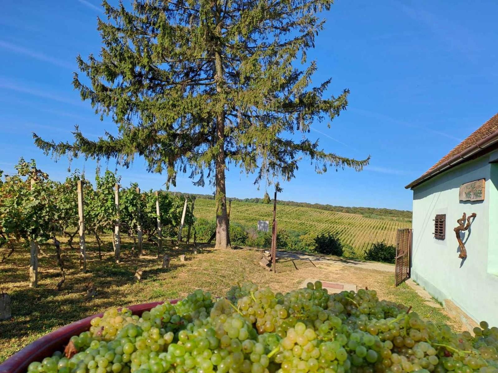 Village Wine House Mandicevac Dış mekan fotoğraf